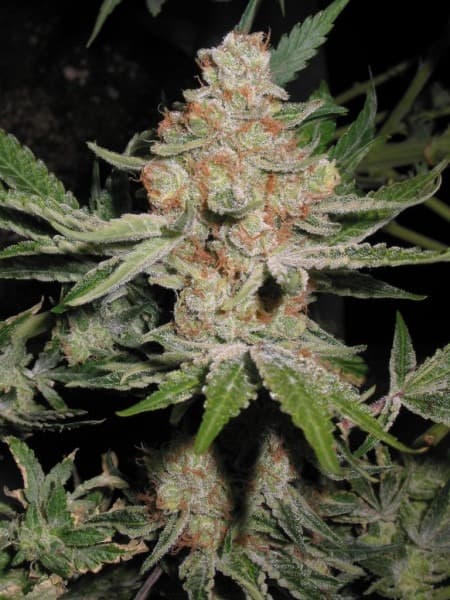 alien og plant.jpg