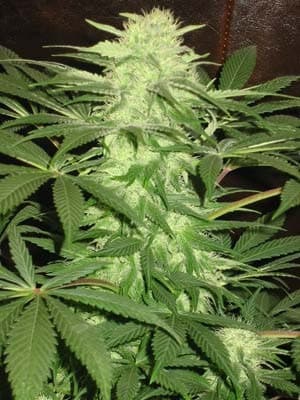 THCplant Big Bud Plant.jpg
