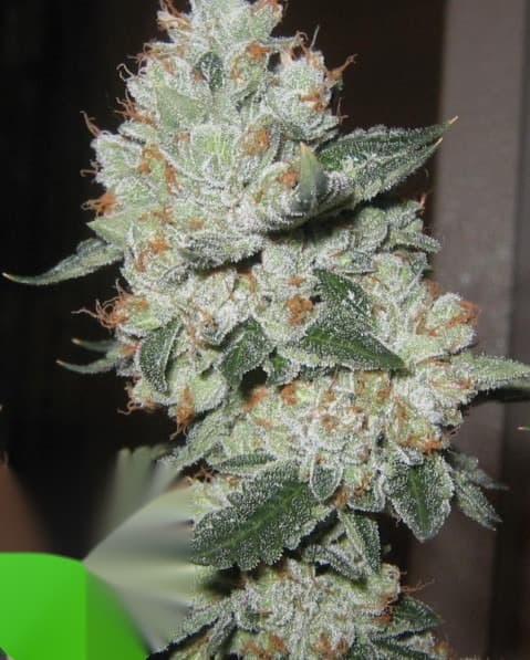 e-labs Birthday Cake OG flowering cannab