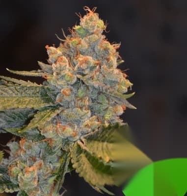Blackout OG growth cannabis marijuana st