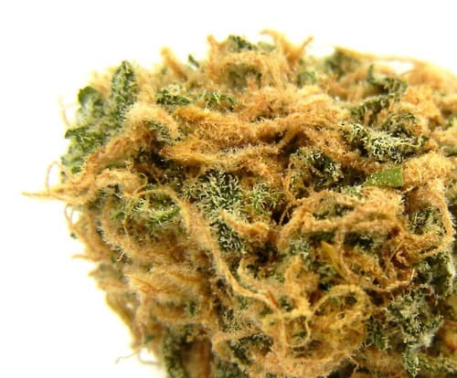 Classic Blue Dream.jpg