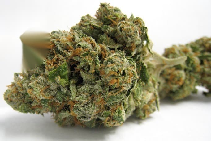 G-Lab Fire Bubba Cannabis Clones Teens M