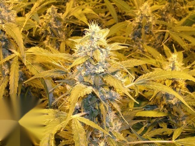 Burmese Kush cannabis marijuana in flowe