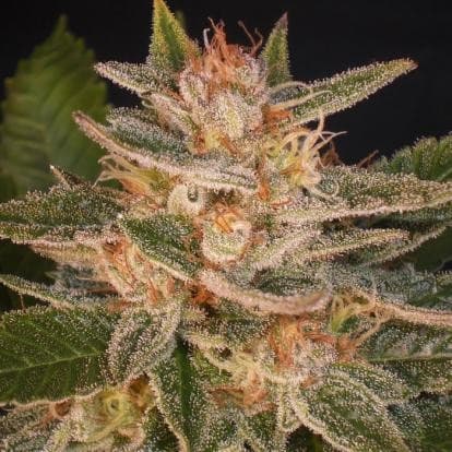 THCplant Cataract Kush.jpeg