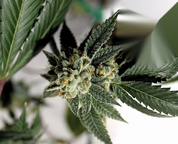 chemdawg 91 cannabis plant flowering pic