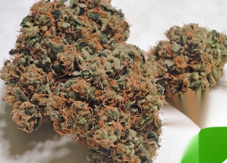 Chemdog cannabis marijuana strain for pl