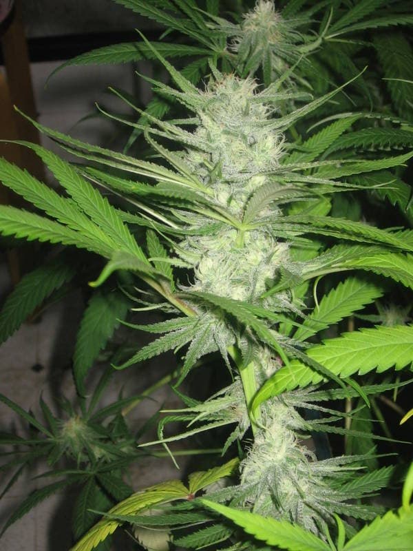 THCplant Chernobyl.jpg