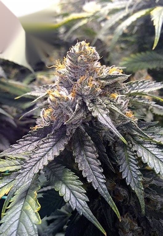 Corleone Kush cannabis plant flowering p