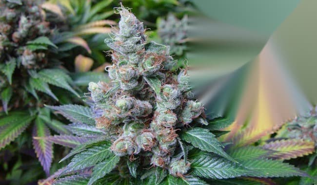 Cracker Jack cannabis plant flowering pi