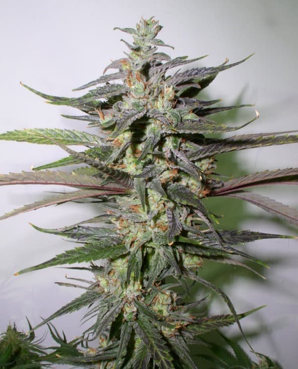 diablo og plant.jpg