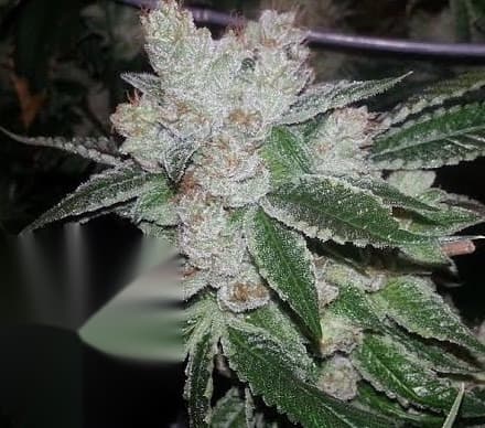 e-labs Diamond OG flowering cannabis clo