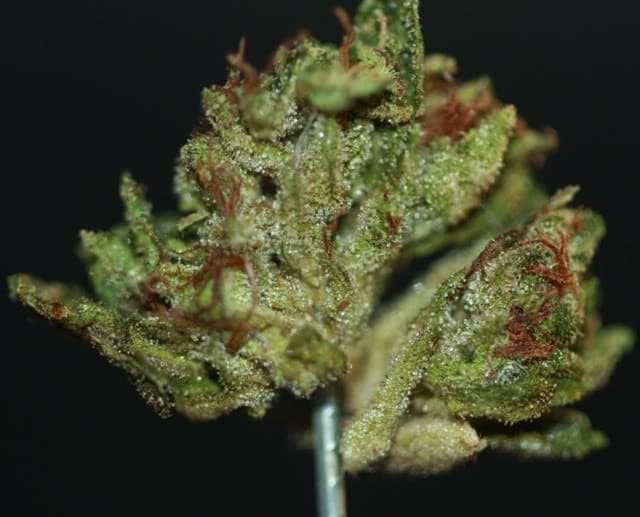 earth og bud.jpg