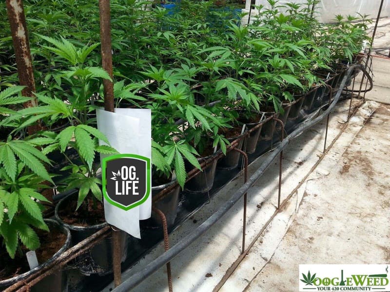 cannabis-marijuana-plants-teens-googlewe