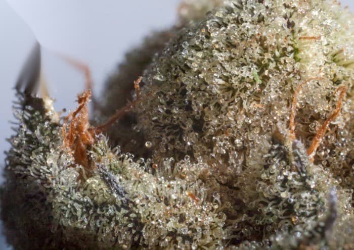 GORILLA BUTTER OG {Gorilla Glue x Butter