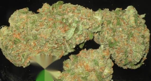 Green Crack cannabis marijuana strain fo