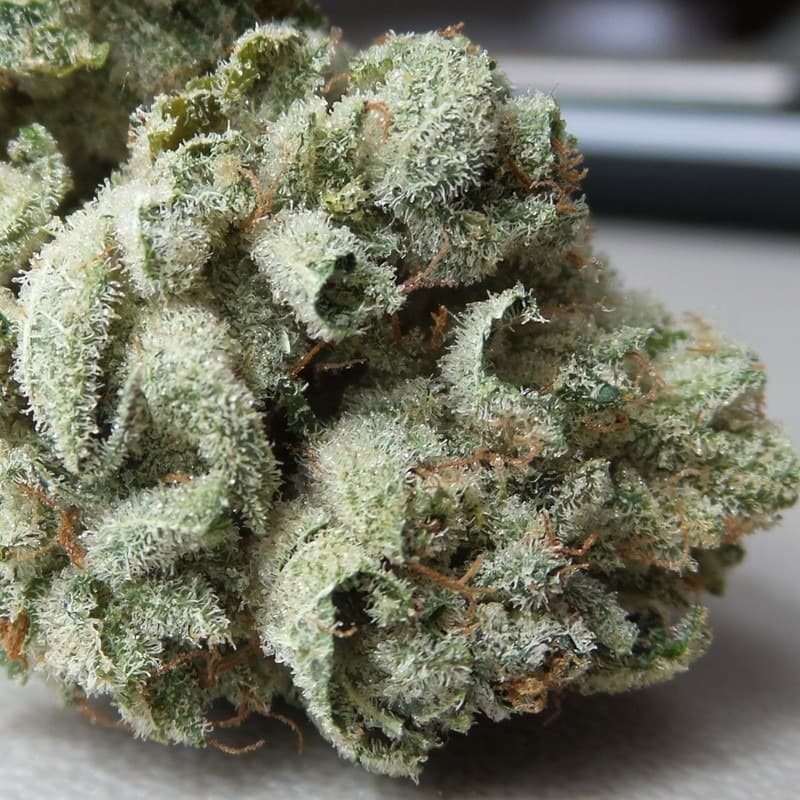 GG4 trichomes.jpg