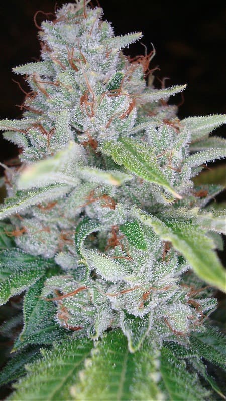 THCplant Herojuana.jpg