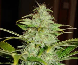 hindu kush plant.jpg