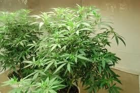 jack herer plant.jpg