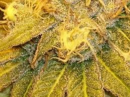 jupiter og bud.jpg