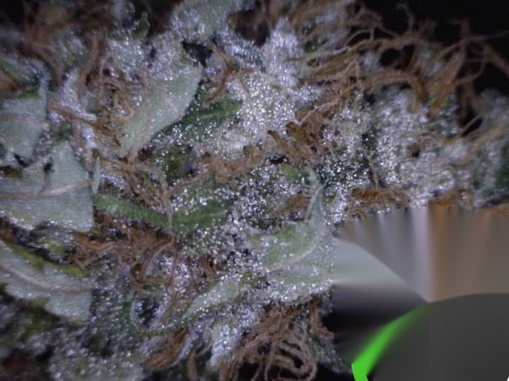 M-Lab-Alaskan-thunder-fuck-googleweed-cl