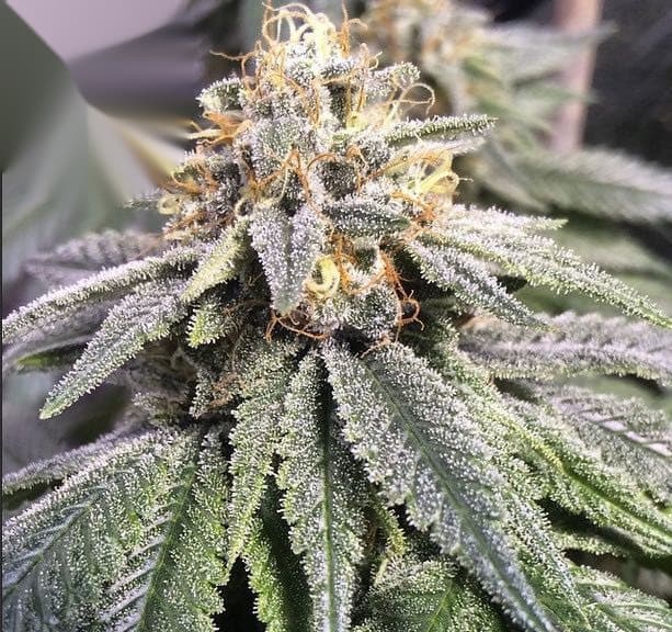 e-labs Kimbo Kush flowering cannabis clo