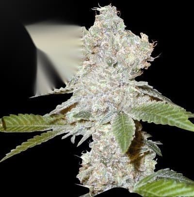 G-Lab King Kush Cannabis Clones Teens Mo