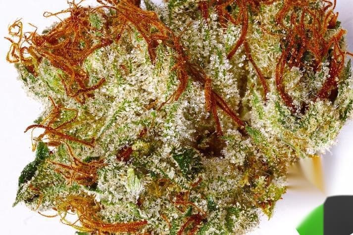 G-Lab King Louie 13 Cannabis Clones Teen