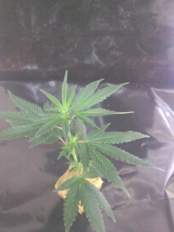 kushberry TOP clone.jpg