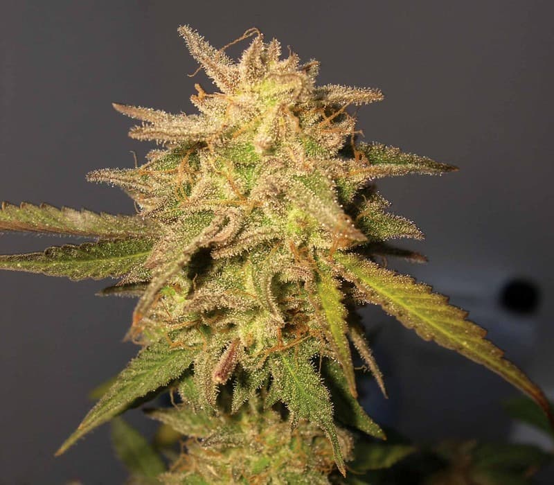 la confidential bud.jpg