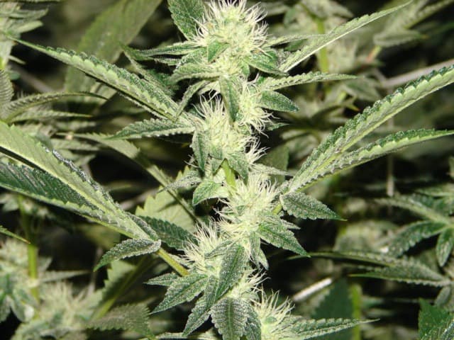 larry og.jpg