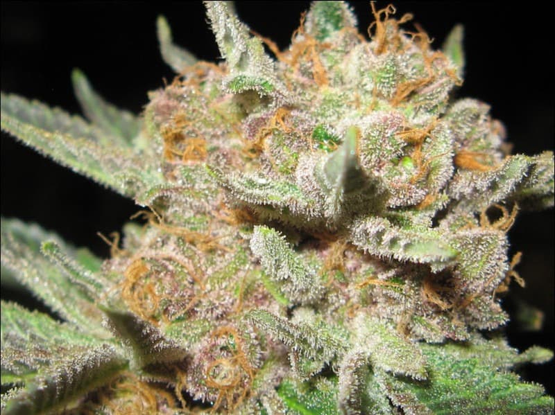 madman og bud.jpg