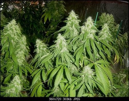 Mars Candy.jpg