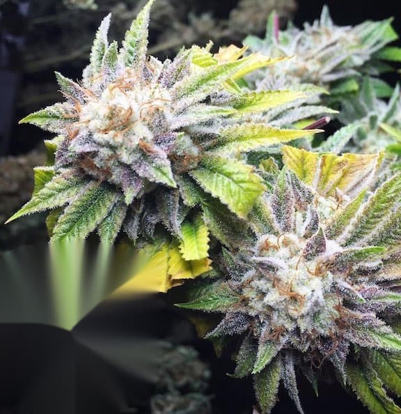 e-labs OG Kush Skunk flowering cannabis 