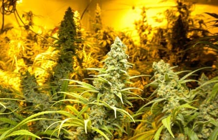 THCplant Platinum Blue Jack plant.jpg