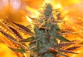 pre98 platinum bubba.jpg