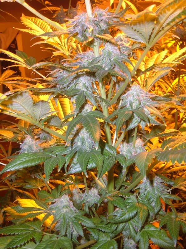 purple larry og.jpg