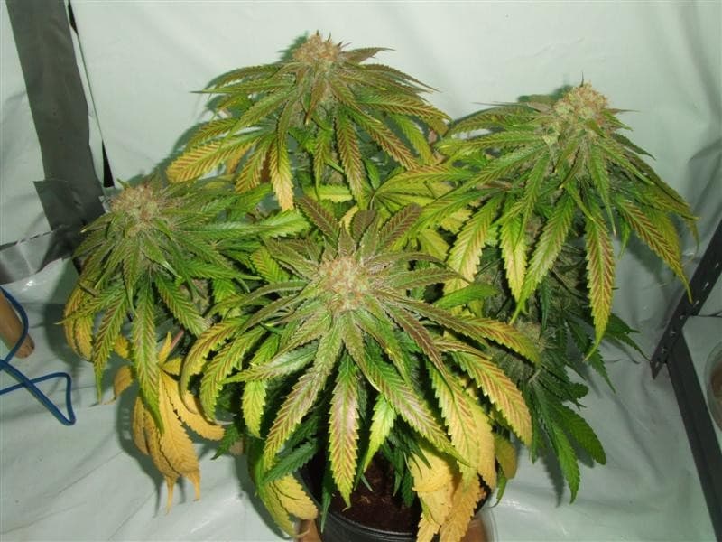 querkle.JPG