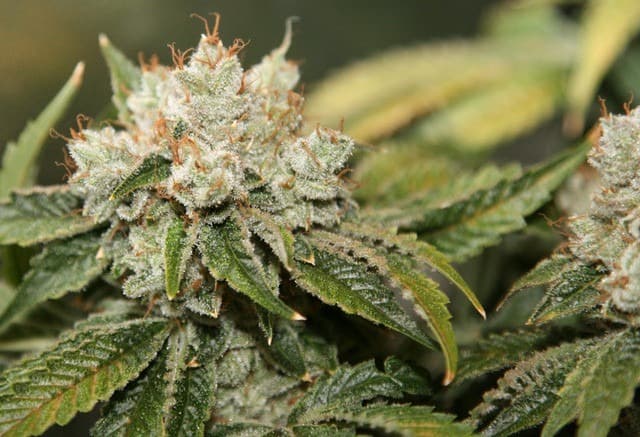 THCplant OG Raskal.jpg