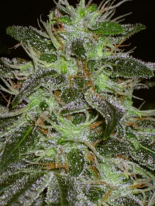 THCplant Romulan.png