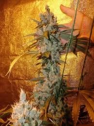 skywalker plant.jpg