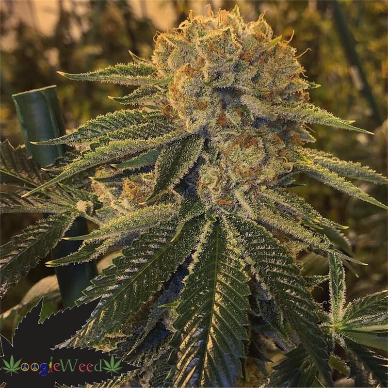 Slimer-OG-plant-ups420-you420-youhydro-marijuana-clones-cannabis-review-strain.jpg