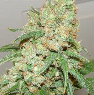 Classic Sour Diesel.jpg