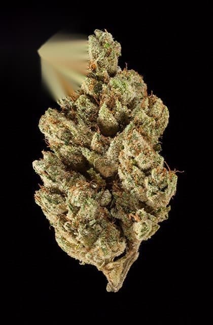 Sour Kosher cannabis marijuana plants ge