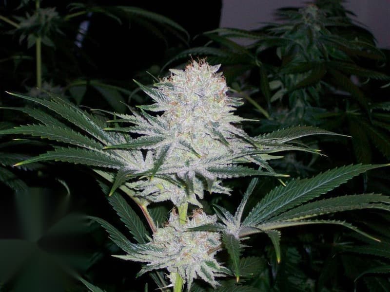 Strawberry Milkshake cannabis plant flow