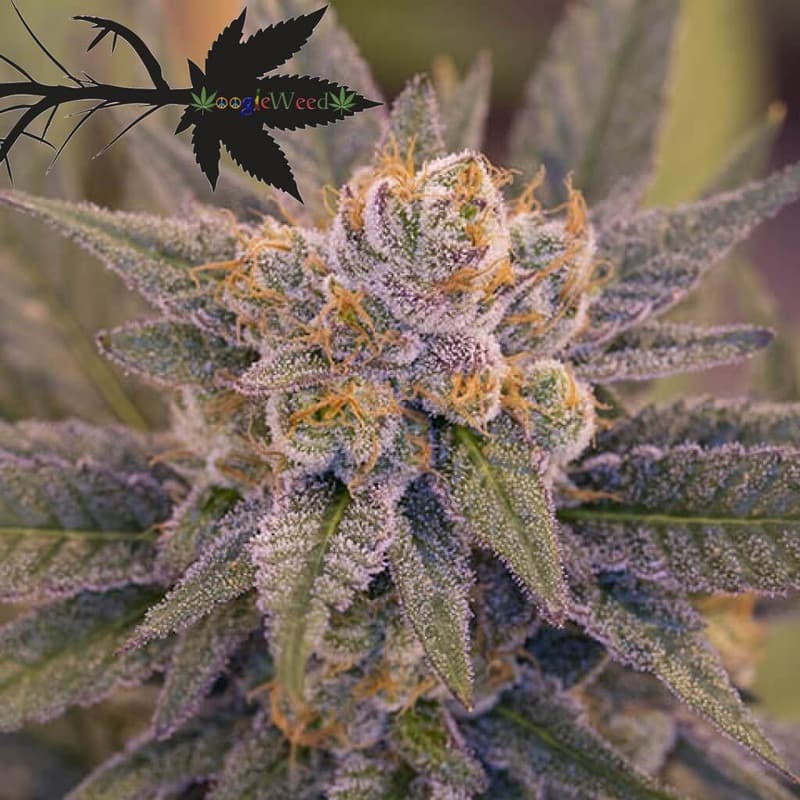 Sunset-Sherbert-Ups420-youhydro-you420-googleweed-cannabis-marijuana-pics.jpg
