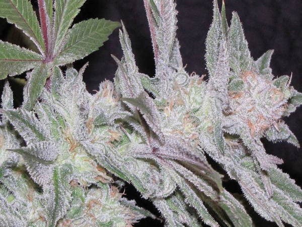 Super Lemon Haze.JPG