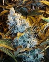 THCplant Tahoe OG.JPG