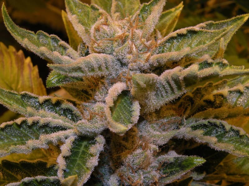 THCplant Thai Fire OG 2.jpg