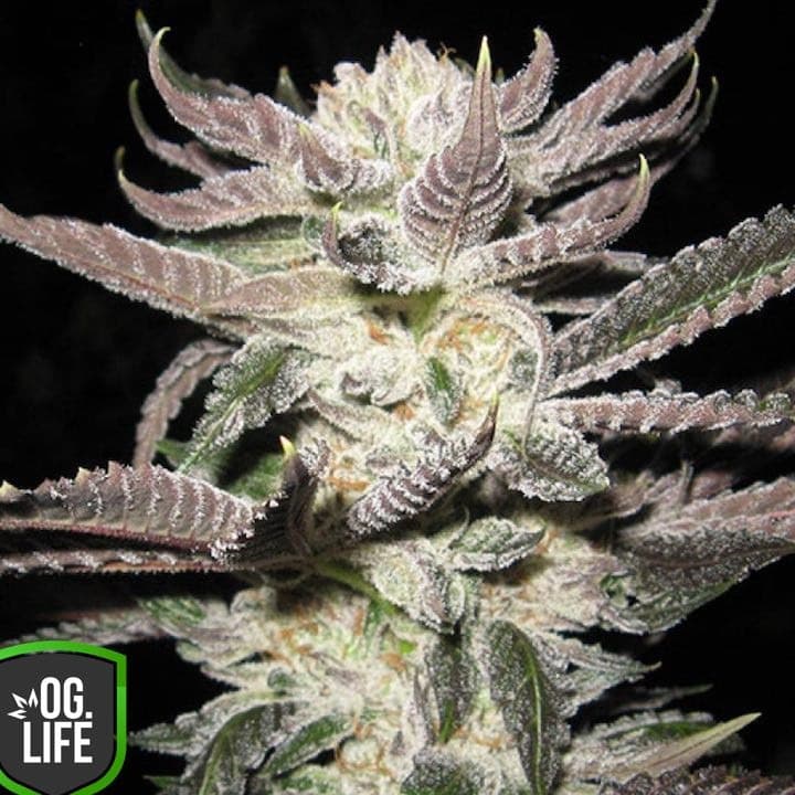 THE OOZE {Green Crack x White Fire Alien